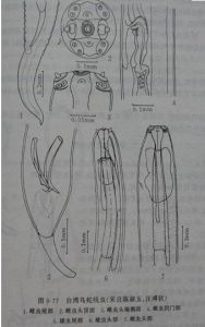 鳥蛇線蟲病