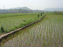 石埡鎮水稻種植業