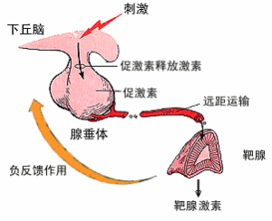 醫學家腦垂體激活促生長體系