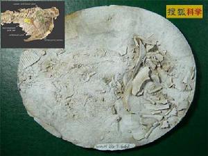 （圖）澳大利亞化石遺址