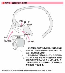 嗅鞘細胞