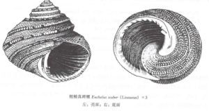 粗糙真蹄螺