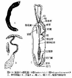 螠蟲動物