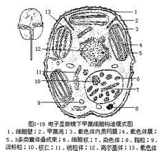 甲藻門