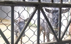 （圖）動物監獄