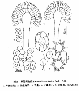 異冠裸胞殼