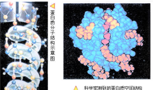 物大分子