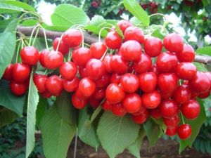 郭家村櫻桃採摘園 郭家村櫻桃採摘園