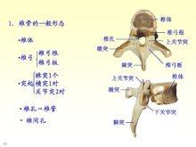 隆椎