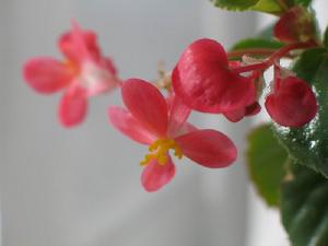 Bedding begonia