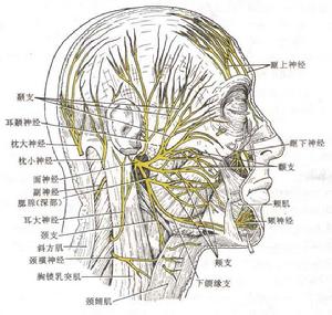 共濟失調