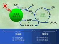 光反應階段