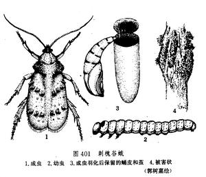 刺槐谷蛾