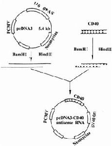 反義RNA