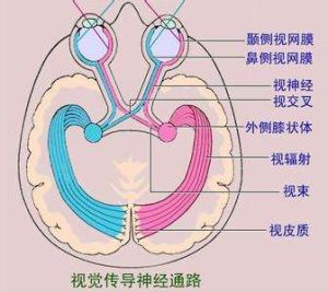 興奮痕跡