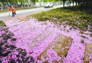 櫻花雨