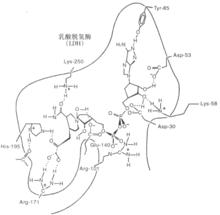 結合葡糖脫氫酶