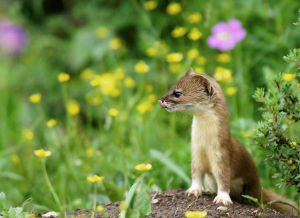 Mountain weasel