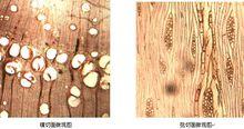 木材微觀構造