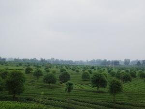 蒙頂後山綠茶莊園