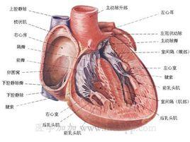 加速性心室自主節律