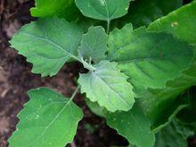 食用野菜