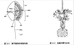 異鞭藻目