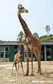 東山湖熱帶野生動物園