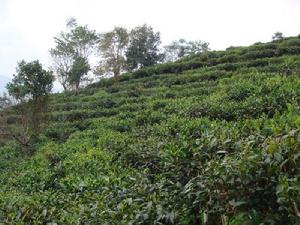 茶園新村茶園