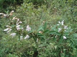 鏨菜[管狀花目益母草屬植物]