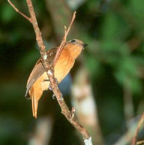 大希夫霸鶲