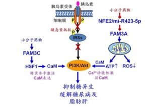 CAM途徑