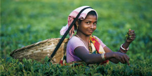 斯里蘭卡採茶女