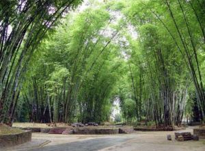 勐巴娜西大花園