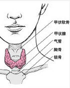 三碘甲狀腺原氨酸