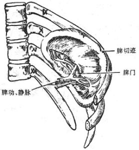 脾門