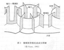 波莫特石芝珊瑚