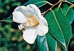日本山茶(Camellia japonica)