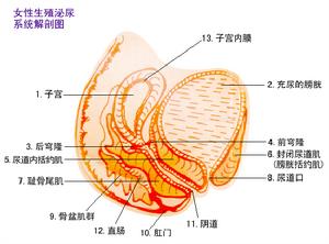 慢性盆腔炎