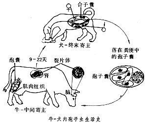 牛-犬肉孢子蟲生活史