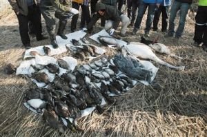 北大港濕地發現中毒鳥類屍體
