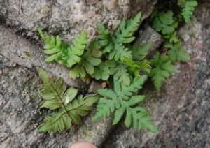 高山粉背蕨