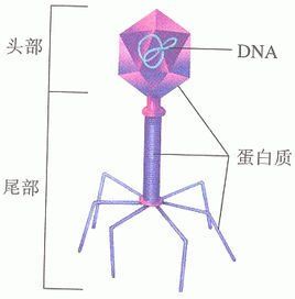 T2噬菌體