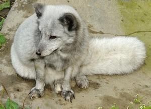 北極狐指名亞種