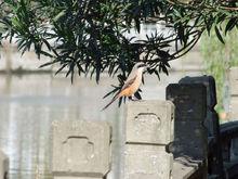 野外新拍的百勞鳥