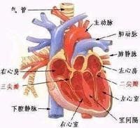 右房室瓣