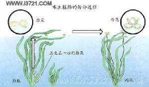 傳粉媒介