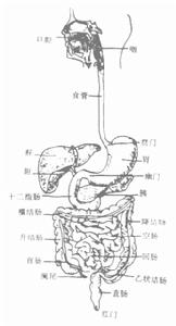 放射性腸炎