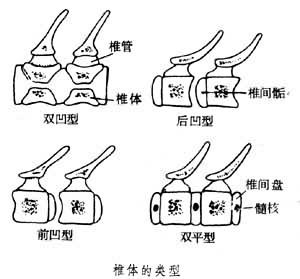 脊柱