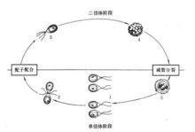 二倍體細胞